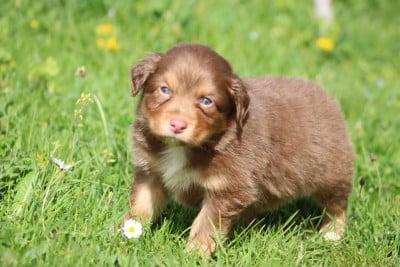 Les chiots de Berger Australien