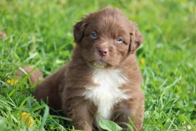 Les chiots de Berger Australien