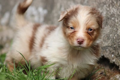 Les chiots de Berger Australien