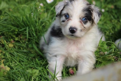 Les chiots de Berger Australien