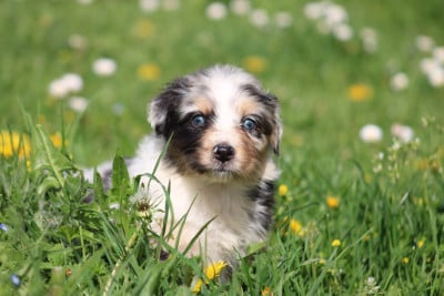 Les chiots de Berger Australien