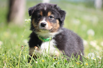 Les chiots de Berger Australien