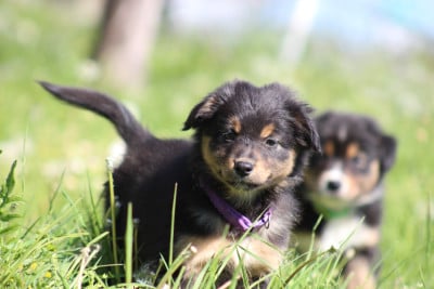 Les chiots de Berger Australien