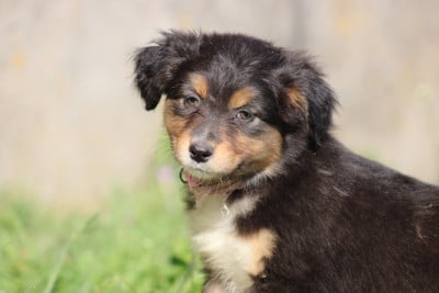 Les chiots de Berger Australien