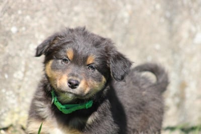 Les chiots de Berger Australien