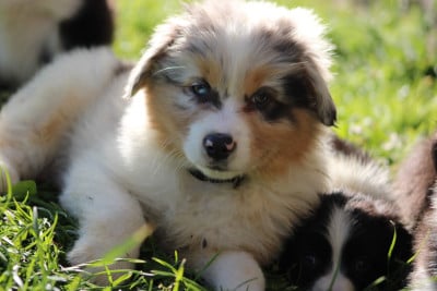 Les chiots de Berger Australien