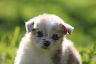 Les chiots de Berger Australien