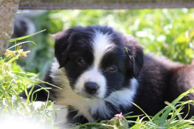 Les chiots de Berger Australien
