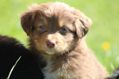 Les chiots de Berger Australien