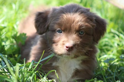 Les chiots de Berger Australien