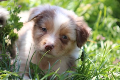 Les chiots de Berger Australien