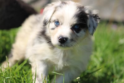 Les chiots de Berger Australien