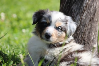 Les chiots de Berger Australien