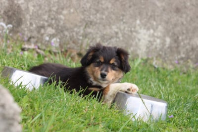 Les chiots de Berger Australien