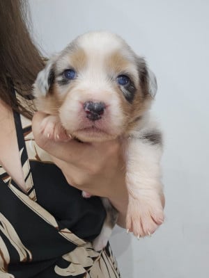 Les chiots de Berger Australien