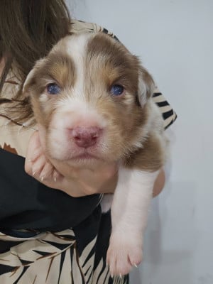 Les chiots de Berger Australien