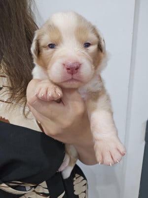 Les chiots de Berger Australien
