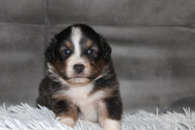 Les chiots de Berger Australien