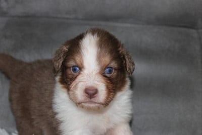 Les chiots de Berger Australien