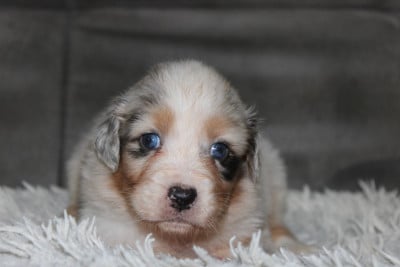 Les chiots de Berger Australien