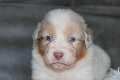 Les chiots de Berger Australien