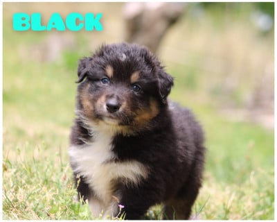 Les chiots de Berger Australien