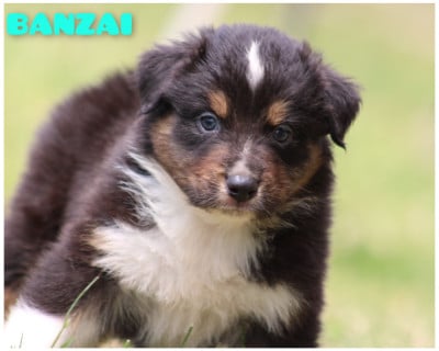 Les chiots de Berger Australien