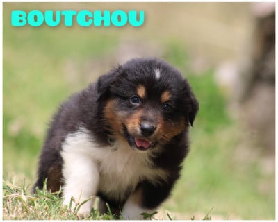 Les chiots de Berger Australien