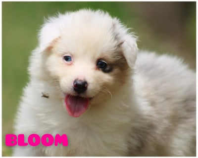 Les chiots de Berger Australien
