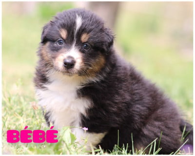 Les chiots de Berger Australien