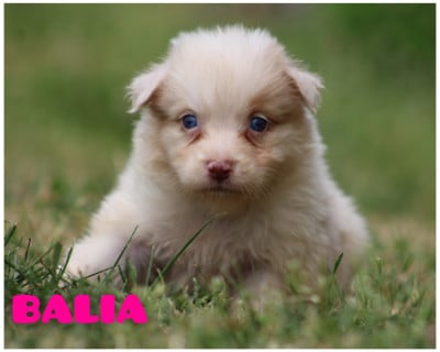 Les chiots de Berger Australien