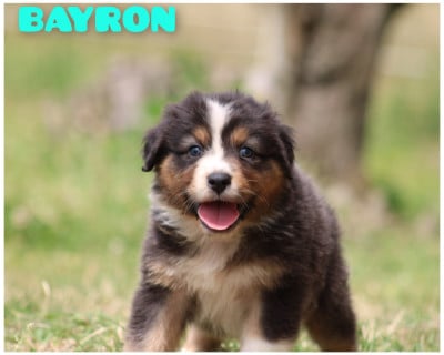 Les chiots de Berger Australien