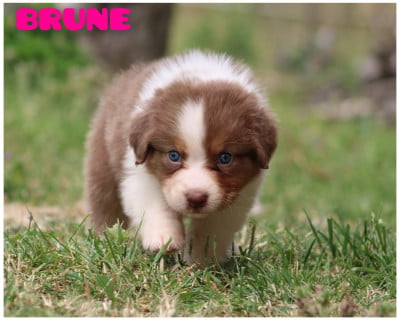 Les chiots de Berger Australien