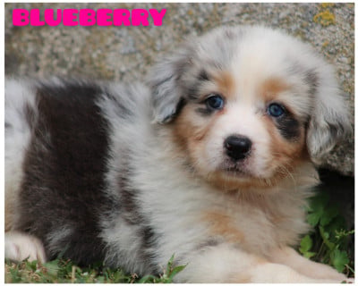 Les chiots de Berger Australien