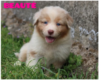 Les chiots de Berger Australien