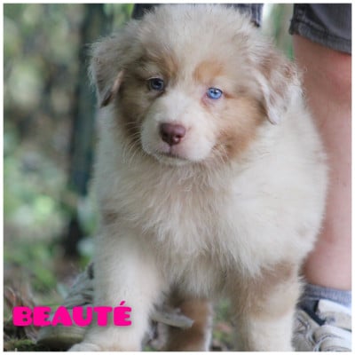 Les chiots de Berger Australien