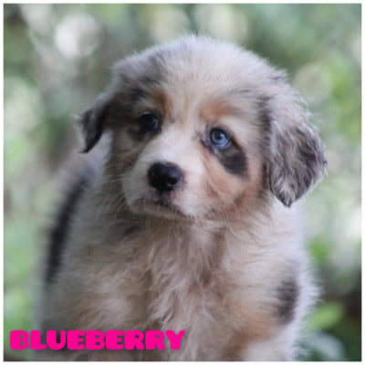 Les chiots de Berger Australien