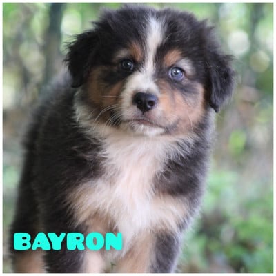 Les chiots de Berger Australien