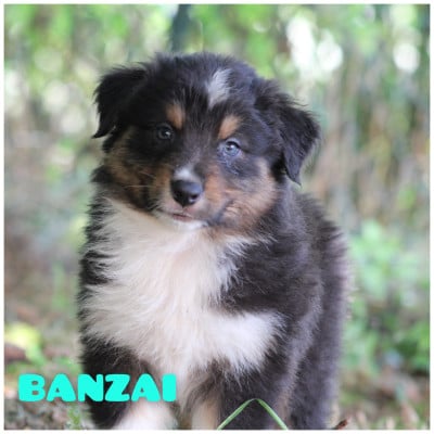 Les chiots de Berger Australien