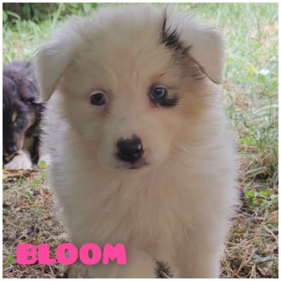 Les chiots de Berger Australien