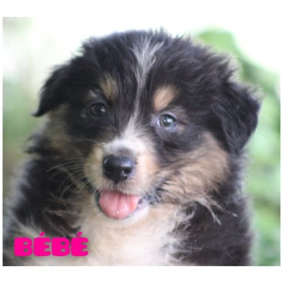 Les chiots de Berger Australien