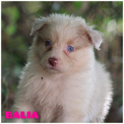 Les chiots de Berger Australien
