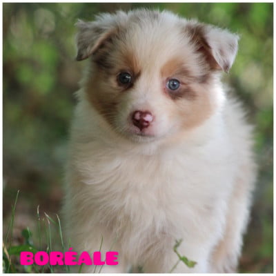 Les chiots de Berger Australien