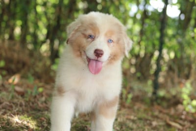 Les chiots de Berger Australien