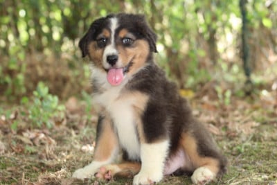 Les chiots de Berger Australien