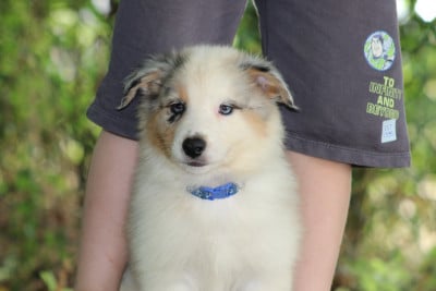 Les chiots de Berger Australien