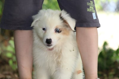 Les chiots de Berger Australien