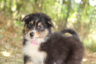 Les chiots de Berger Australien