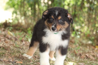 Les chiots de Berger Australien