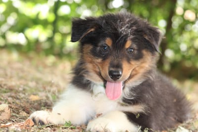 Les chiots de Berger Australien